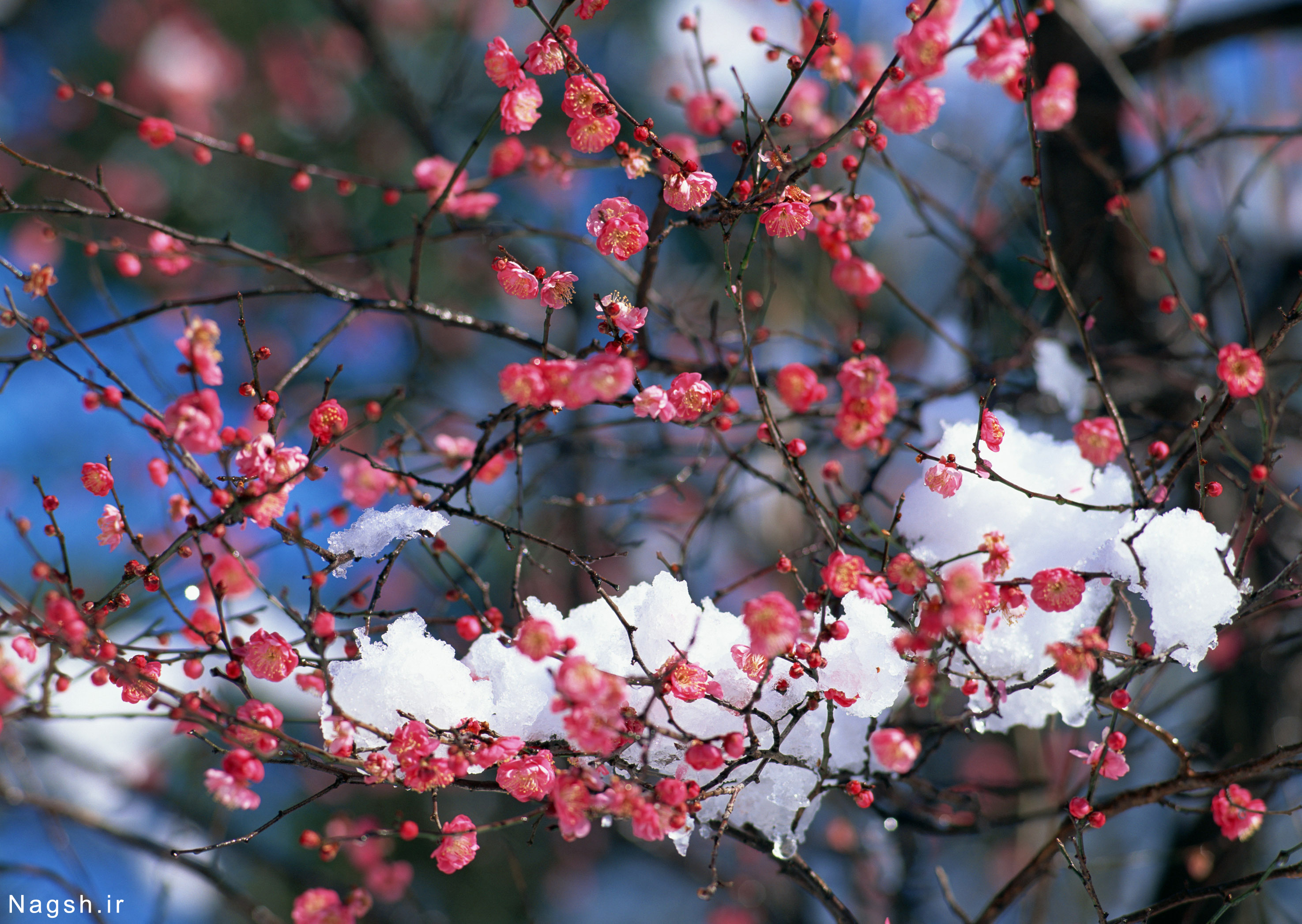 شکوفه های درخت در زیر برف